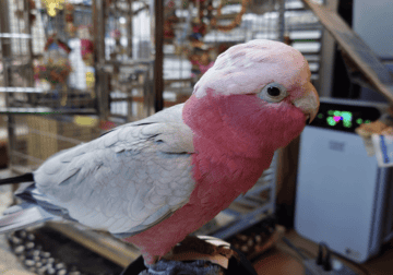 Rose breasted cockatoo (Gala)